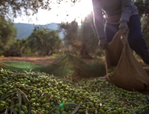 Η Ιστορία του Ελαιολάδου μας: Μια Οικογενειακή Παράδοση στα Βάτικα
